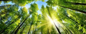 Image looking up at sunny tree canopies