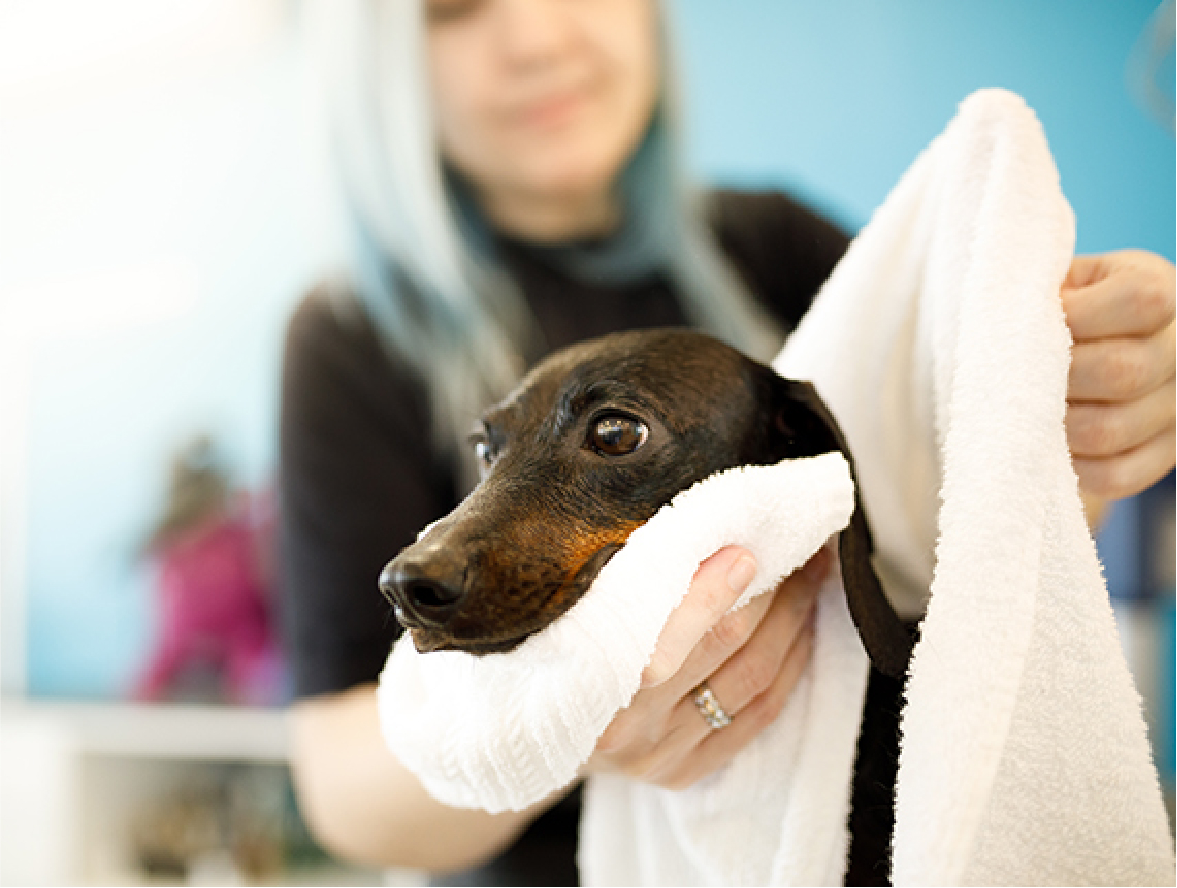Dog being groomed with dog grooming towel