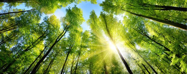 Image looking up at sunny tree canopies